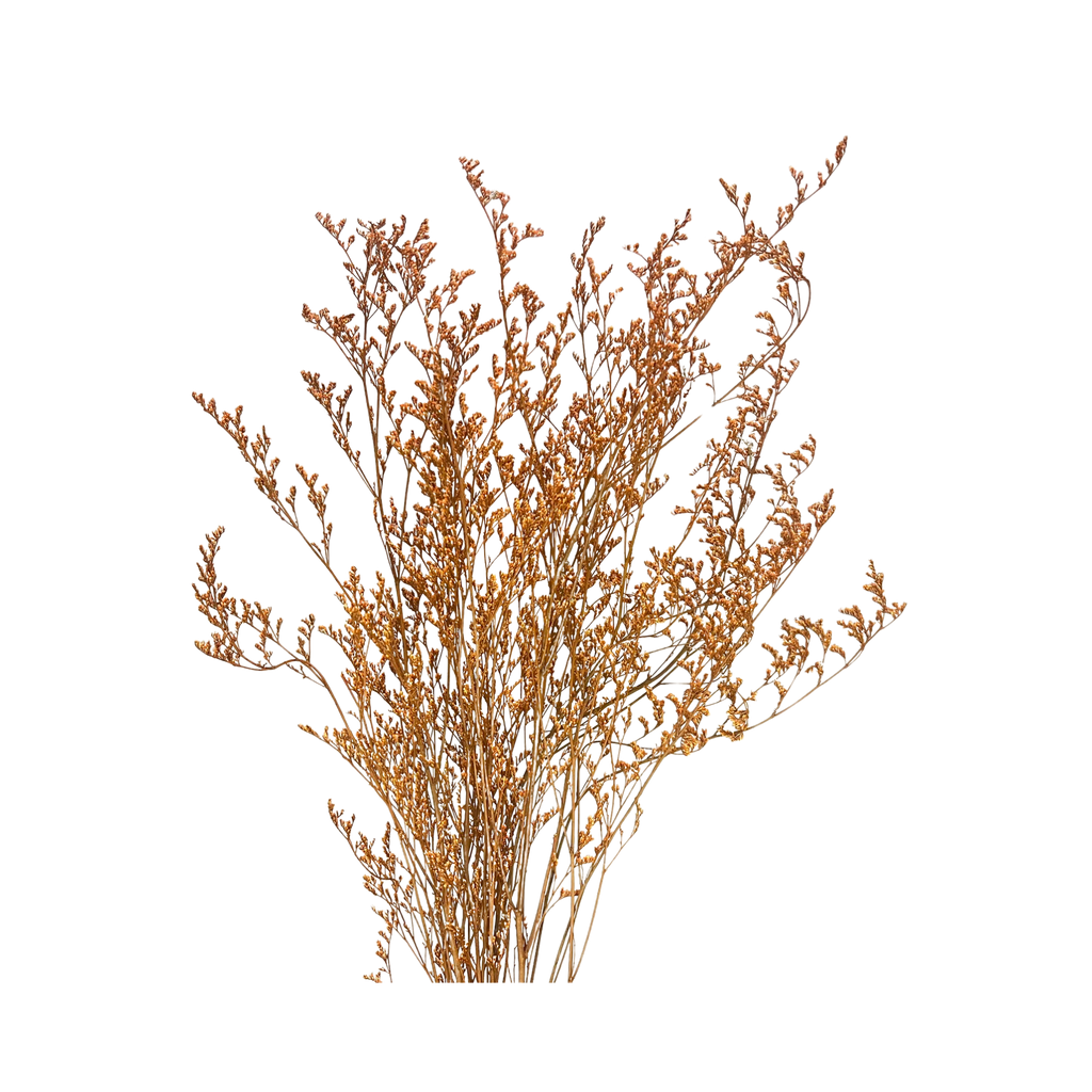 Preserved Limonium Caspia Flowers - Terracotta Orange