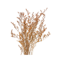 Preserved Limonium Caspia Flowers - Terracotta Orange