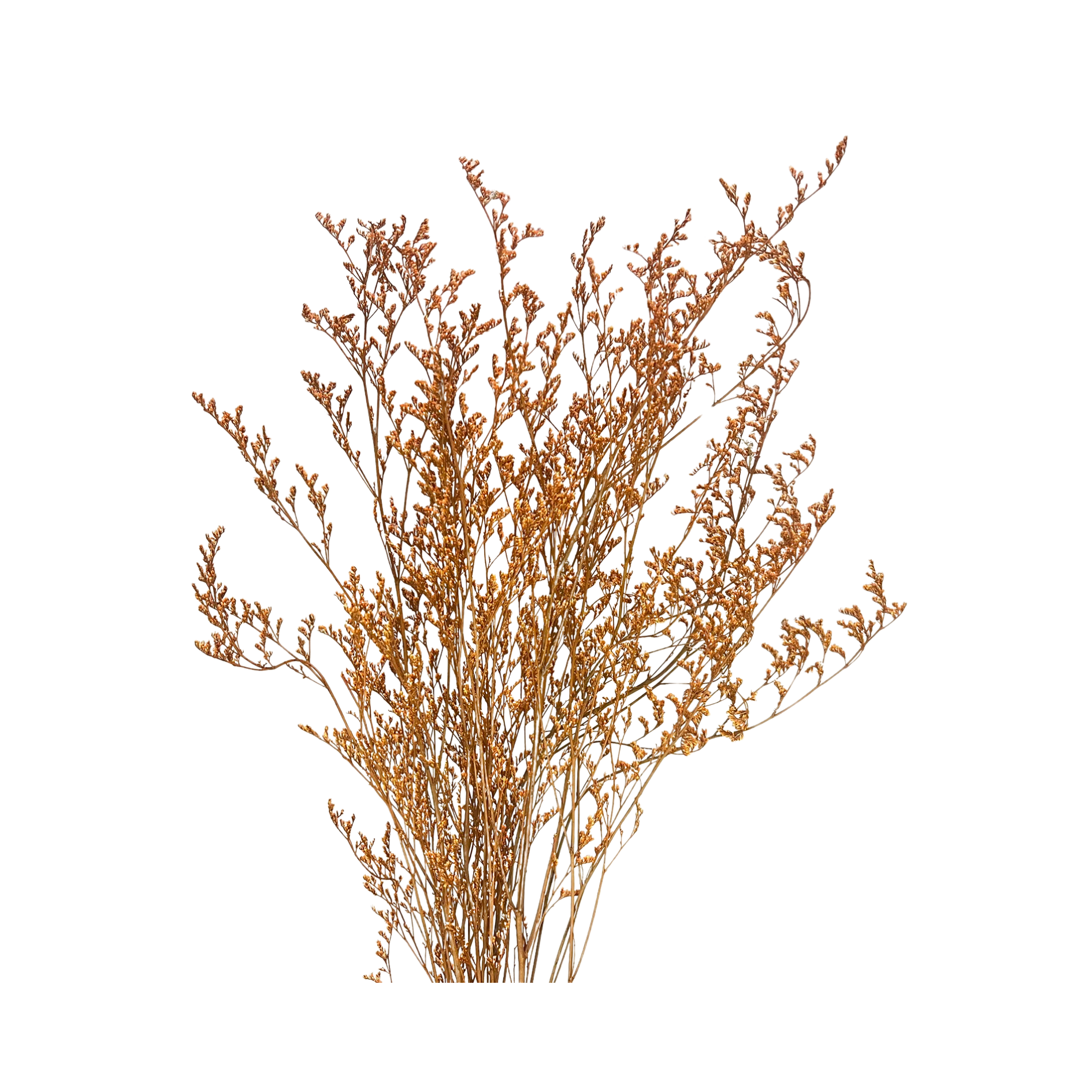 Preserved Limonium Caspia Flowers - Terracotta Orange