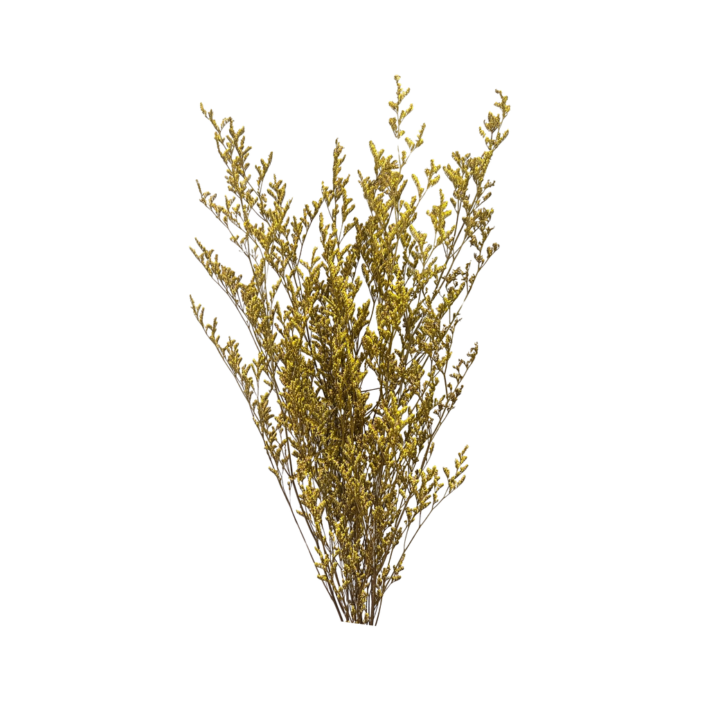 Preserved Limonium Caspia Flowers - Yellow