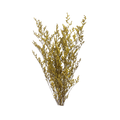 Preserved Limonium Caspia Flowers - Yellow