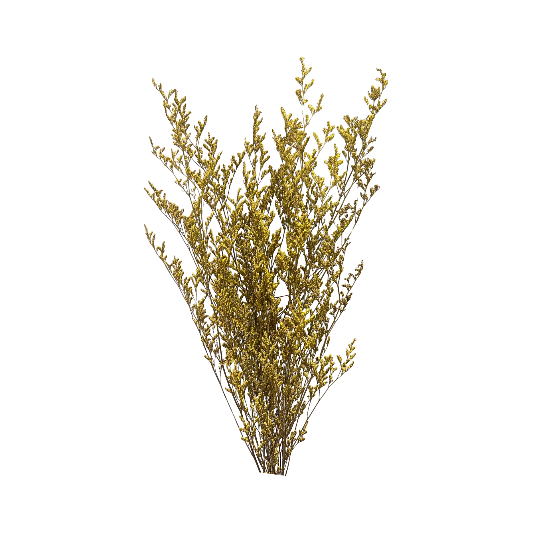 Preserved Limonium Caspia Flowers - Yellow