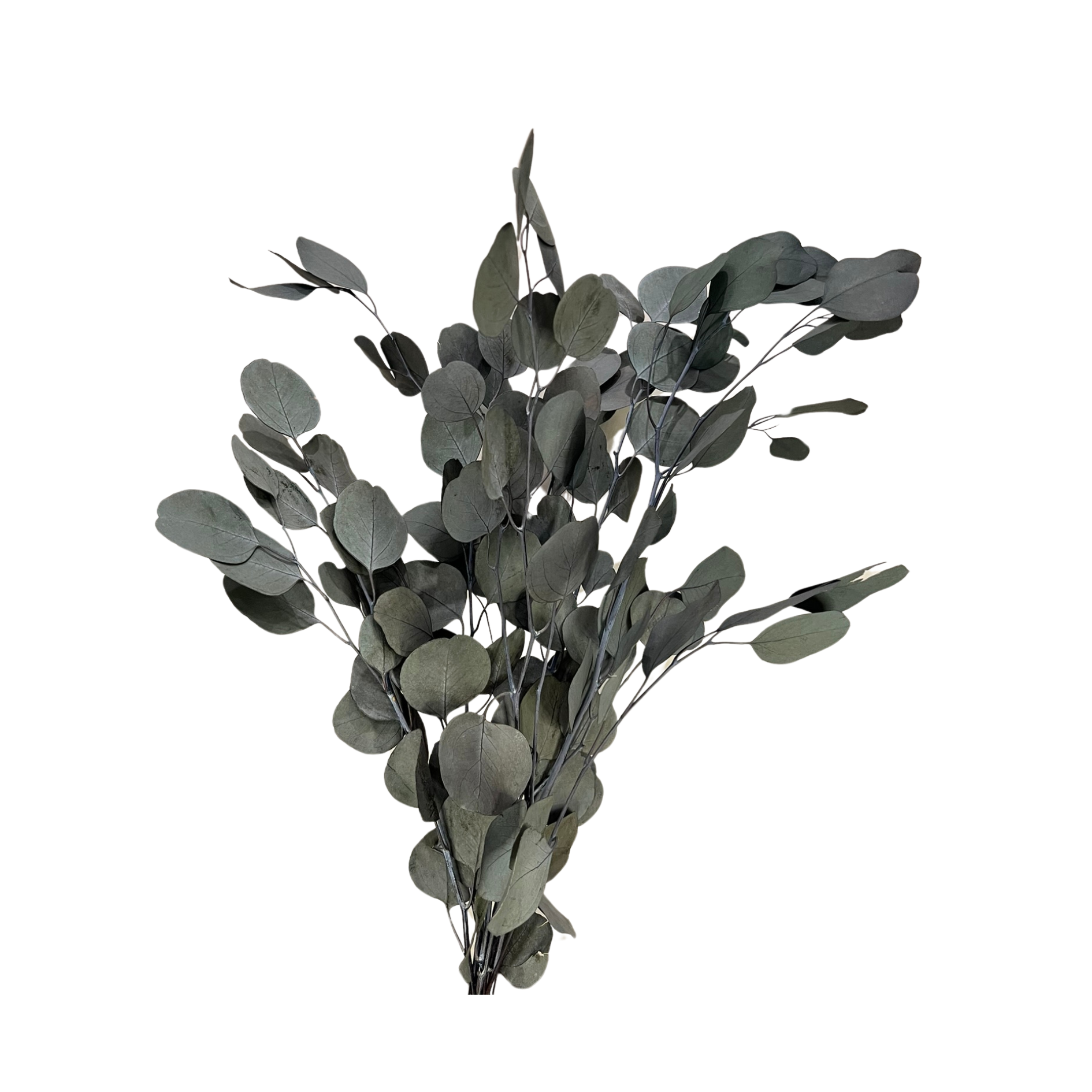Preserved Silver Dollar Eucalyptus