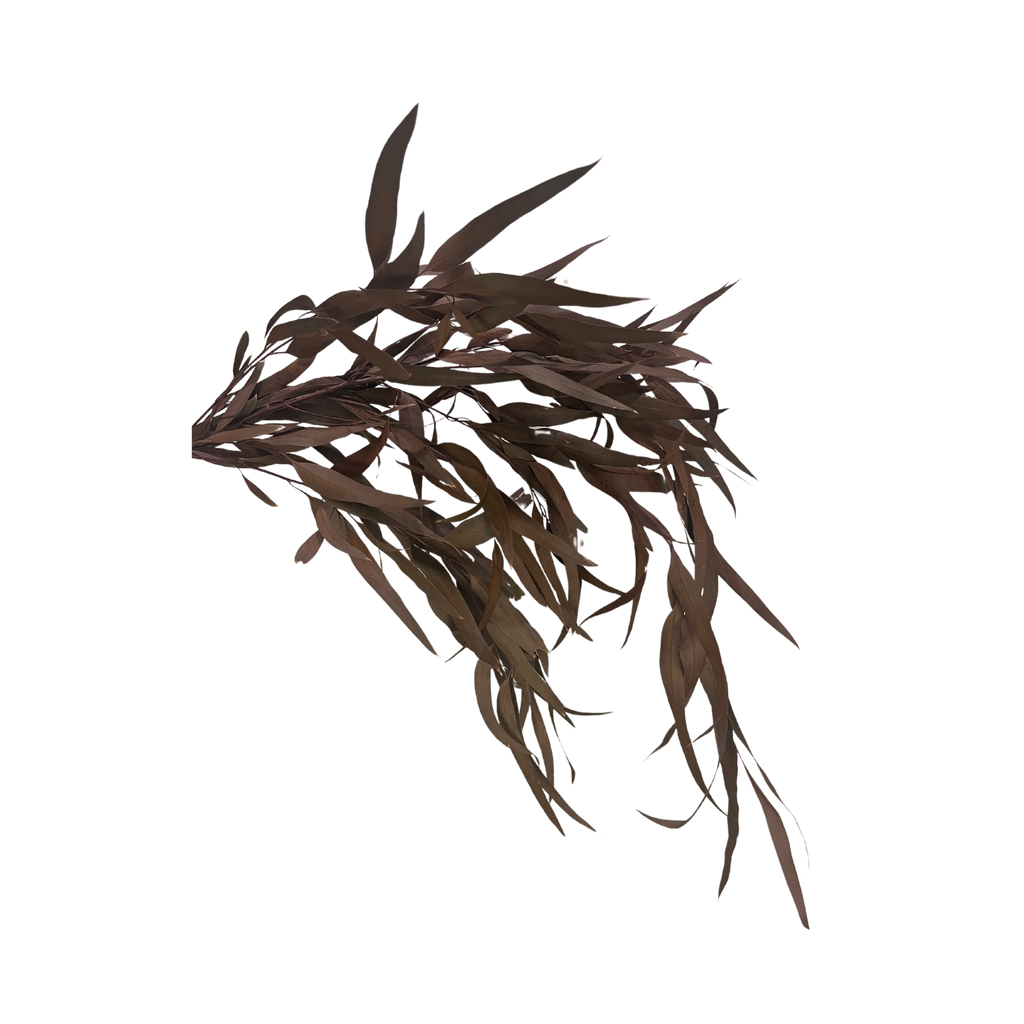 Preserved Weeping Willow Seed Eucalyptus - Terracotta Orange