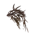 Preserved Weeping Willow Seed Eucalyptus - Terracotta Orange