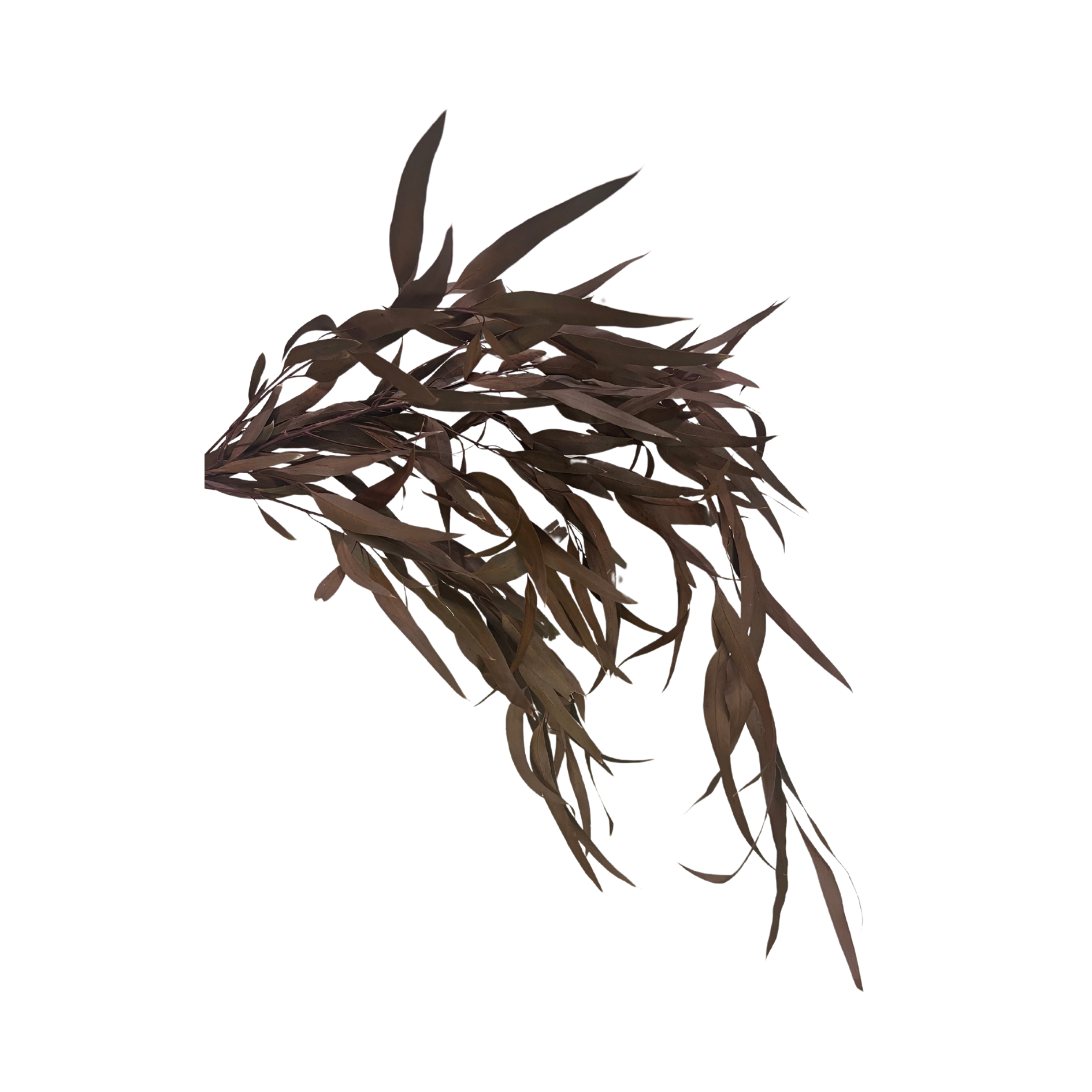 Preserved Weeping Willow Seed Eucalyptus - Terracotta Orange