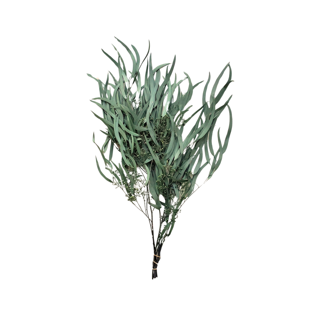 Preserved Weeping Willow Seed Eucalyptus - Green