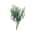 Preserved Weeping Willow Seed Eucalyptus - Green