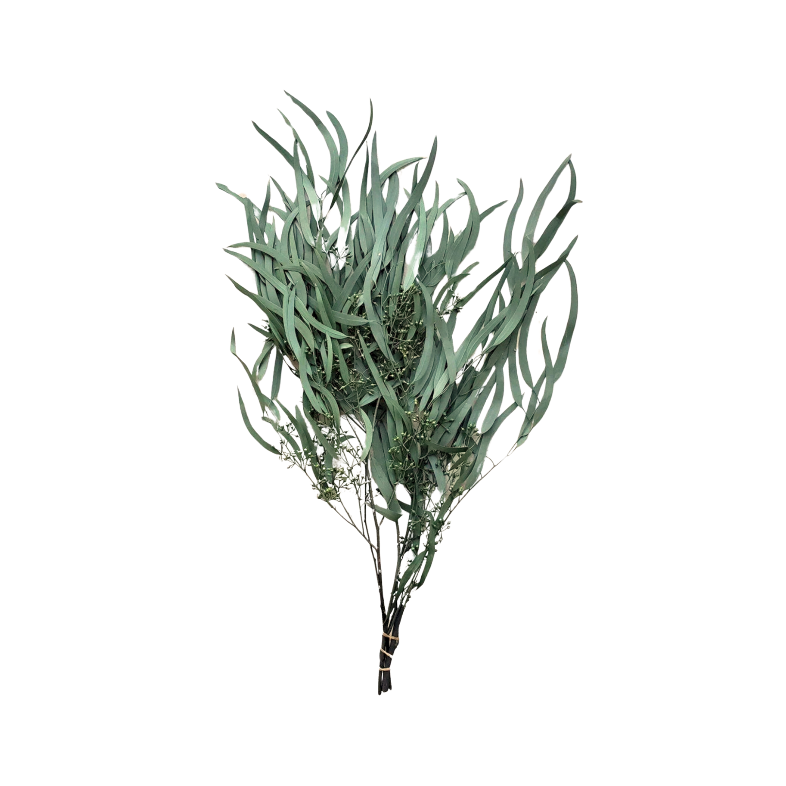Preserved Weeping Willow Seed Eucalyptus - Green