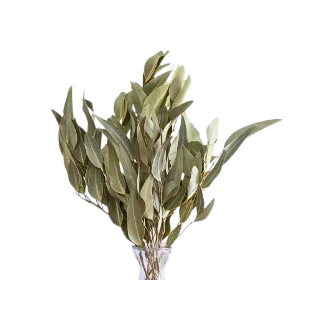Dried Willow Eucalyptus - Sage Green