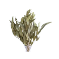 Dried Willow Eucalyptus - Sage Green