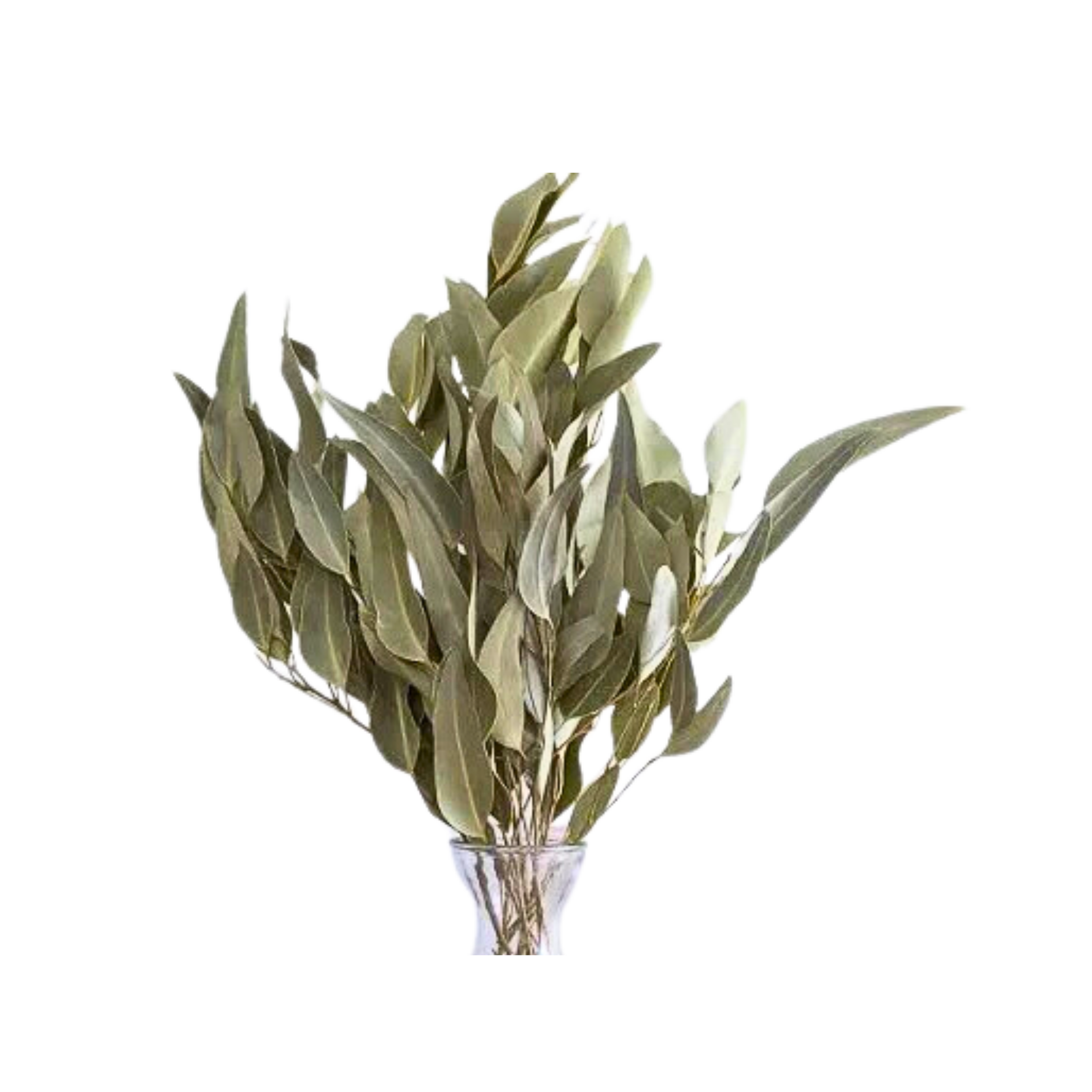 Dried Willow Eucalyptus - Sage Green