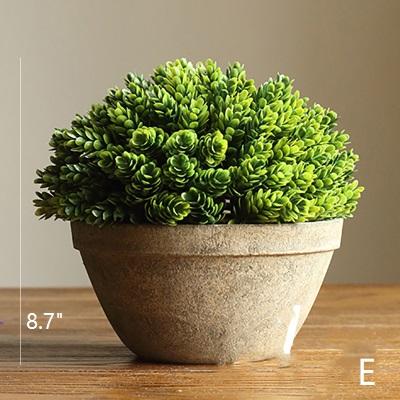 Potted plant on a wooden surface with a neutral background