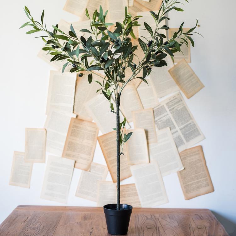 Potted plant on a wooden surface with pages attached to a wall in the background