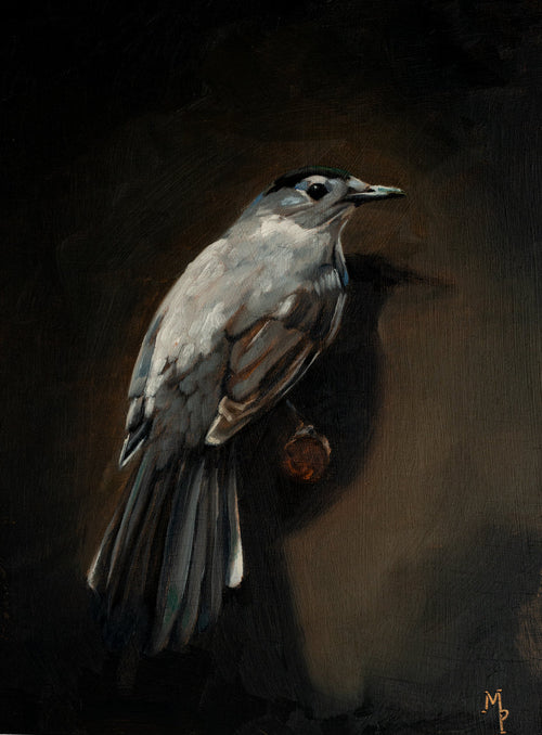 Catbird fine art print featuring a graceful gray songbird perched against a rich, moody dark background. Soft painterly brushstrokes, warm neutral tones, and classic composition create timeless bird wall art for farmhouse, cottage, traditional, and European-inspired interiors.