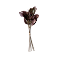 Eucalyptus Ruby Flower Stem