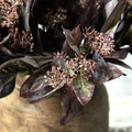 Close-up of a bouquet with purple leaves and small flowers on a blurred background