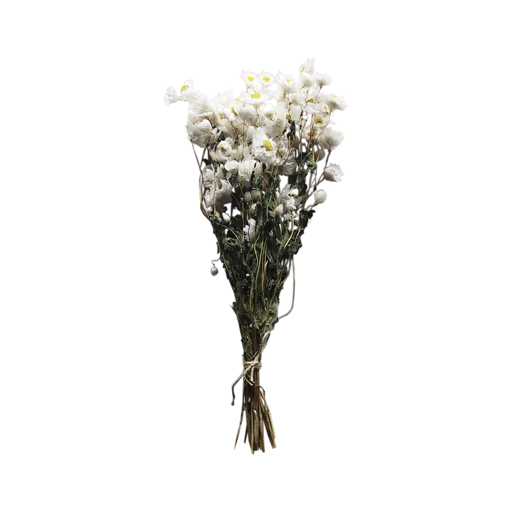 Dried Rodanthe