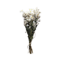 Dried Rodanthe