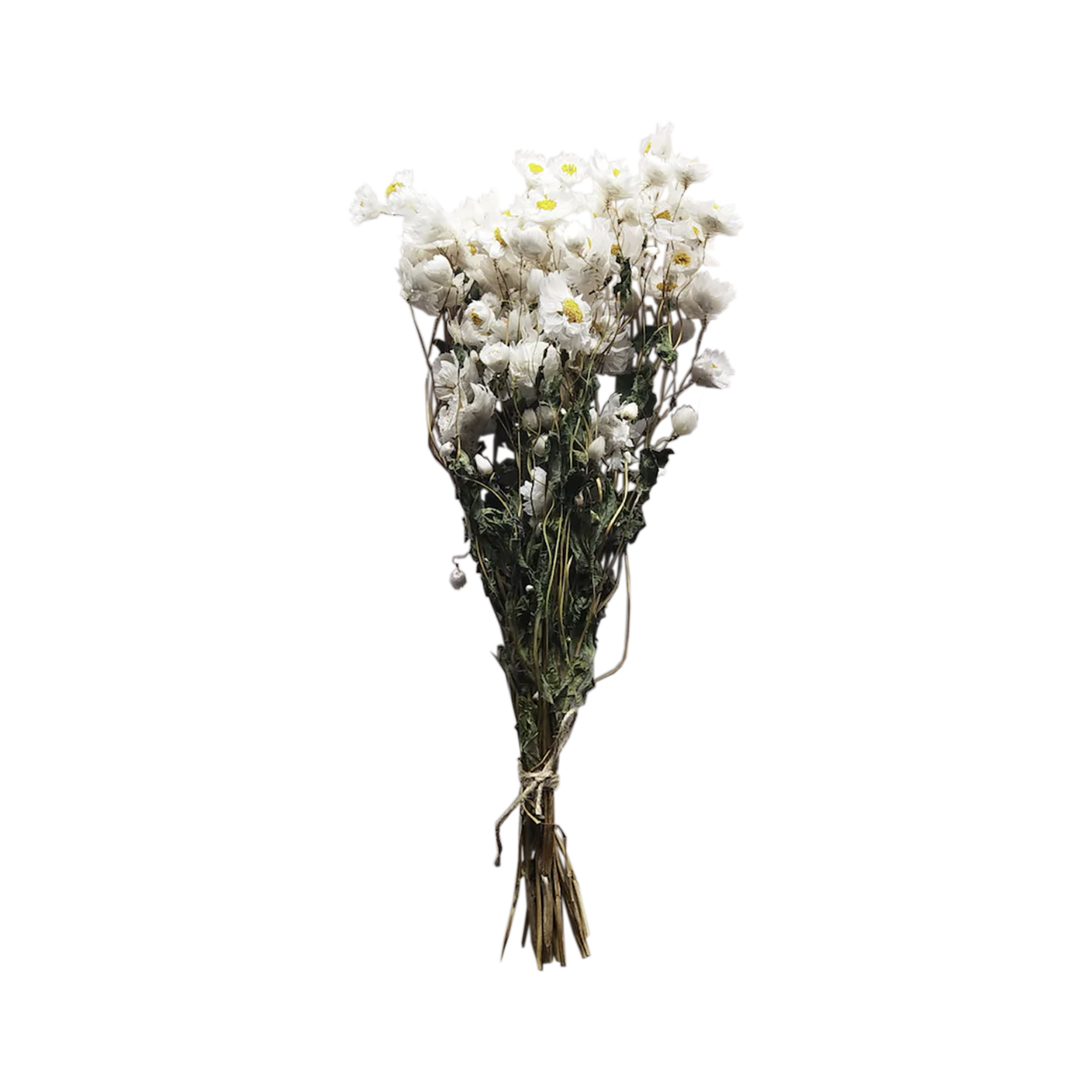 Dried Rodanthe